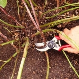 Priprema maline za zimu u jesen